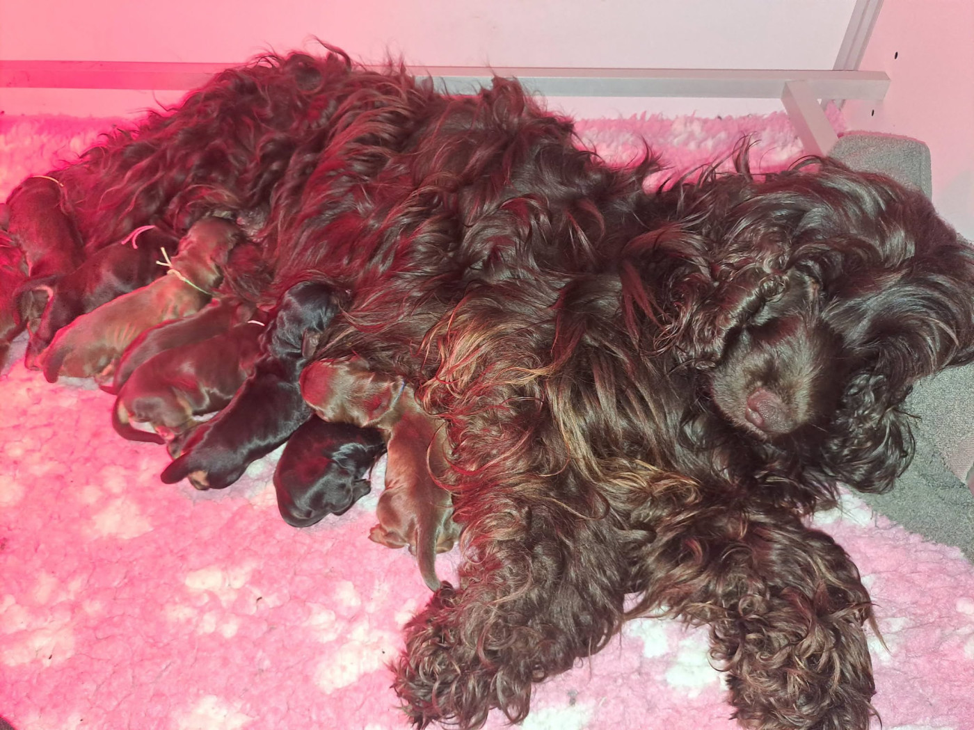 Chiot Cocker Spaniel Anglais du Clan O'Shaya