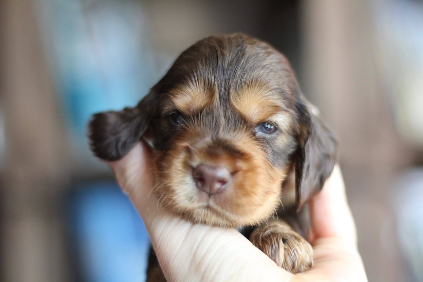 du Clan O'Shaya - Chiots disponibles - Cocker Spaniel Anglais