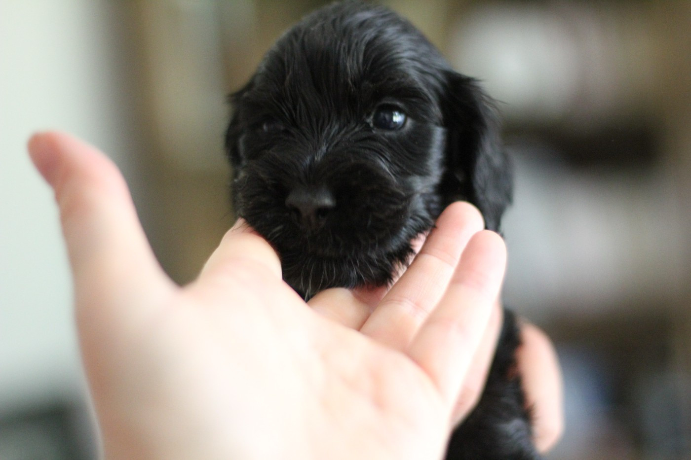 du Clan O'Shaya - Chiots disponibles - Cocker Spaniel Anglais