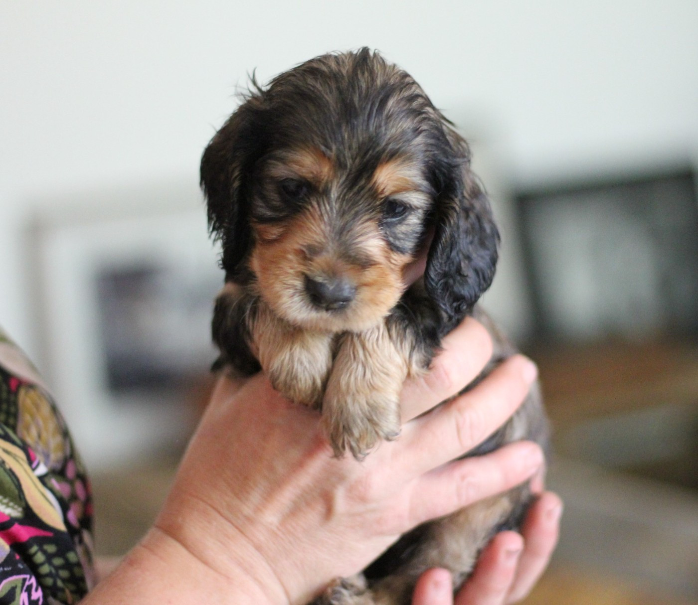 du Clan O'Shaya - Chiots disponibles - Cocker Spaniel Anglais