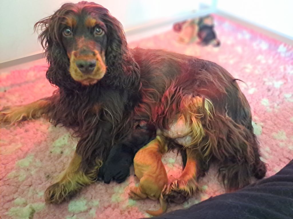 du Clan O'Shaya - Cocker Spaniel Anglais - Portée née le 16/10/2024