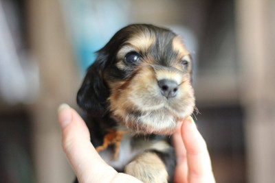 BAMBINO MARCELLO